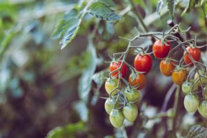 Tomatenstrauch mit Tomaten in verschiedenen Reifestadien