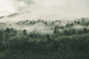 Wald mit Nebel